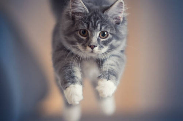 istockphoto-1134689640-612x612